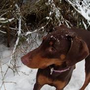 Dobermann Balou