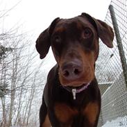 Dobermann Balou