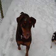 Dobermann Balou