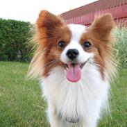 Papillon Victor/Vixen