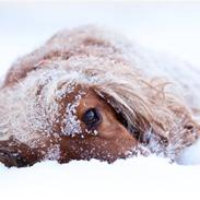 Cocker spaniel Mille