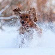 Cocker spaniel Mille