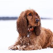 Cocker spaniel Mille