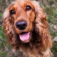 Cocker spaniel Mille