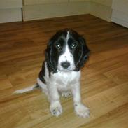 Cocker spaniel Sascha