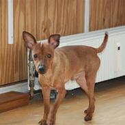 Dvaergpinscher maestro von masterhoff