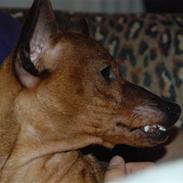 Dvaergpinscher maestro von masterhoff
