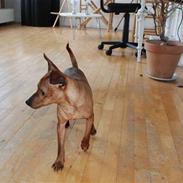 Dvaergpinscher maestro von masterhoff