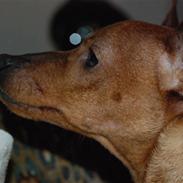Dvaergpinscher maestro von masterhoff