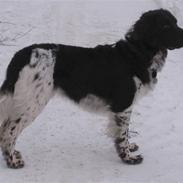 Kleiner münsterländer Max