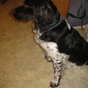 Kleiner münsterländer Max