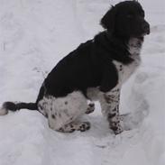 Kleiner münsterländer Max