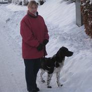 Kleiner münsterländer Max