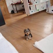 Yorkshire terrier Carlo