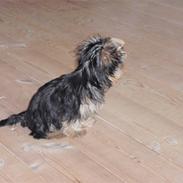 Yorkshire terrier Carlo