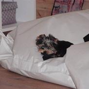 Yorkshire terrier Carlo