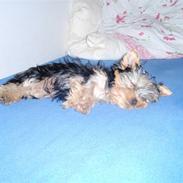 Yorkshire terrier Carlo