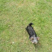 Yorkshire terrier Carlo