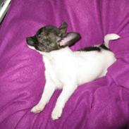 Chihuahua Nemo