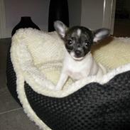 Chihuahua Nemo