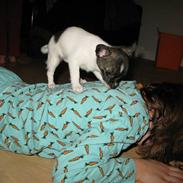 Chihuahua Nemo
