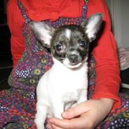 Chihuahua Nemo