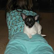 Chihuahua Nemo