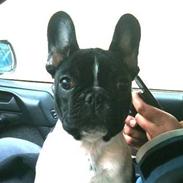 Fransk bulldog Cody