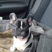 Fransk bulldog Cody