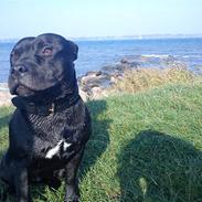 Staffordshire bull terrier Noa