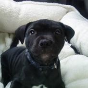 Staffordshire bull terrier Noa