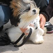 Shih tzu Gizmo