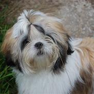 Shih tzu Gizmo