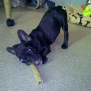 Fransk bulldog Minnie