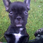 Fransk bulldog Minnie
