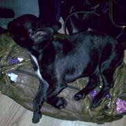 Fransk bulldog Minnie