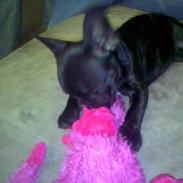 Fransk bulldog Minnie