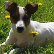 Jack russell terrier Pixel