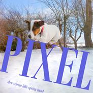 Jack russell terrier Pixel