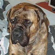 Boerboel Anasha Zenta