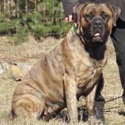 Boerboel Anasha Zenta