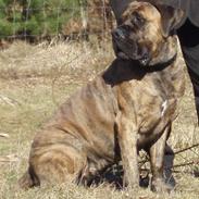 Boerboel Anasha Zenta