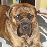 Boerboel Anasha Zenta