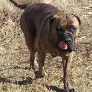 Boerboel Anasha Zenta