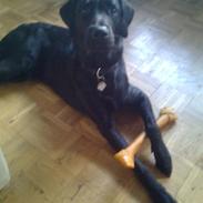 Labrador retriever laban