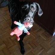 Labrador retriever laban
