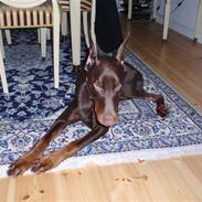 Dobermann Tyson (Cliff Chagall)