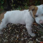 Amerikansk staffordshire terrier Ziggi
