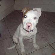 Amerikansk staffordshire terrier Ziggi