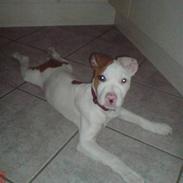Amerikansk staffordshire terrier Ziggi